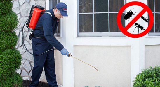 Sinanpaşa Dezenfeksiyon böcek ilaçlama ve haşere kontrolü — ilaclama-tr.com